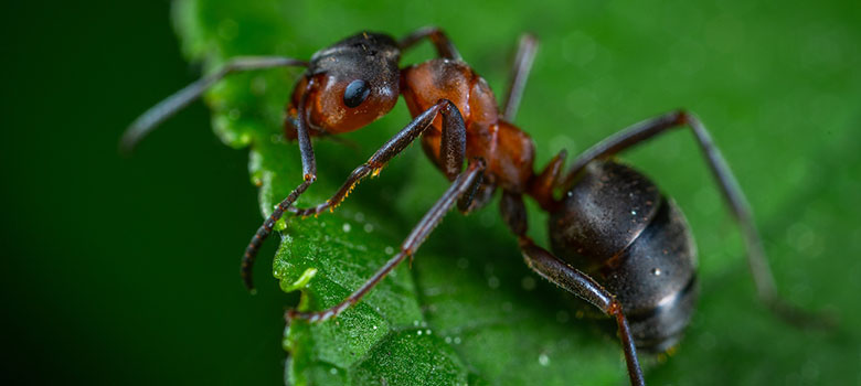 Domowe sposoby na mrówki