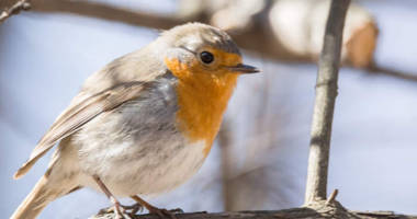 Quiz: ptaki w Polsce. Odgadniesz nazwy ptaków na zdjęciach?